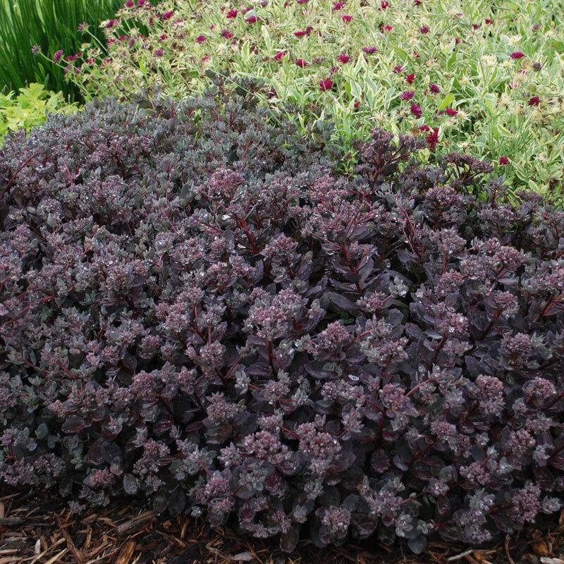 Sunsparkler 'Dazzleberry' Stonecrop groundcover sedum only