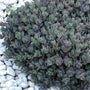 Sunsparkler 'Dazzleberry' Stonecrop has smoky blue foliage that is colorful all season