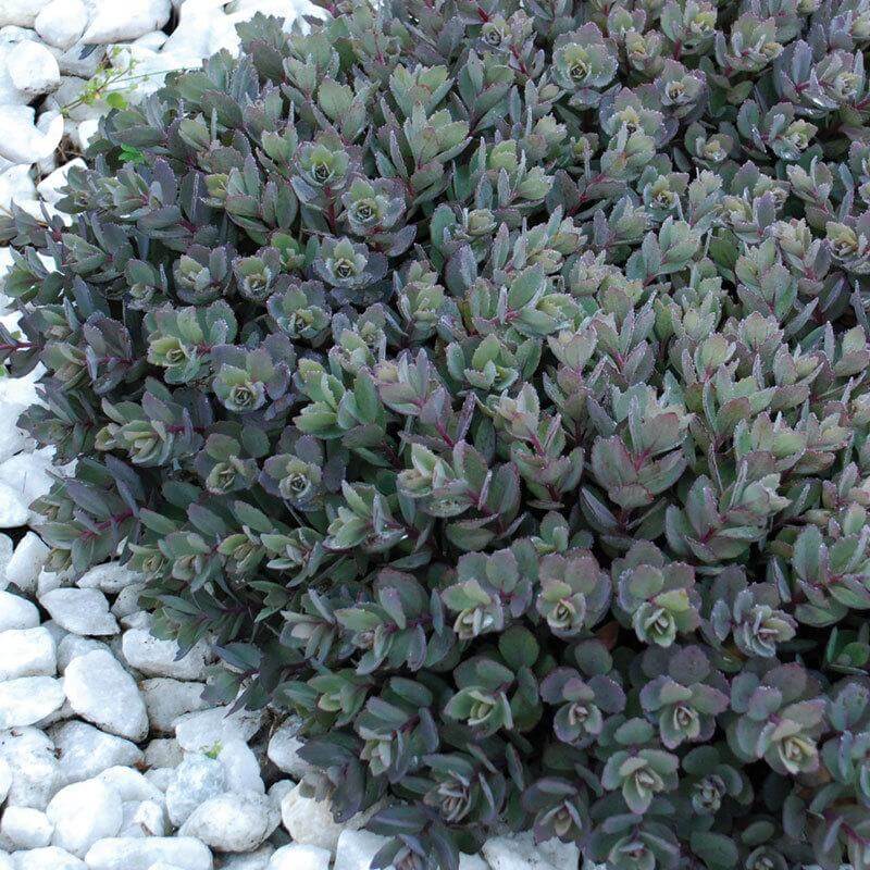 Sunsparkler 'Dazzleberry' Stonecrop has smoky blue foliage that is colorful all season