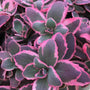 Sunsparkler 'Dream Dazzler' Stonecrop is a new purple and pink edged sedum