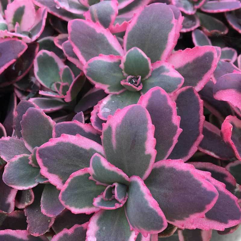 Sunsparkler 'Dream Dazzler' Stonecrop is a new purple and pink edged sedum
