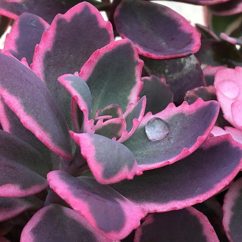 Sunsparkler 'Dream Dazzler' Stonecrop is a drought proof ground cover