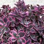 Sunsparkler 'Dream Dazzler' Stonecrop has stunning hot pink margins