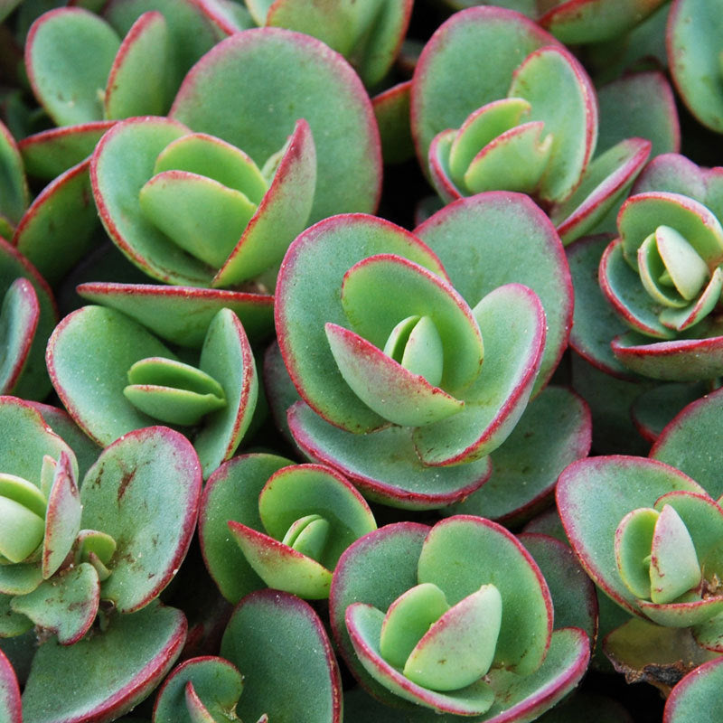 L'orpin 'Lime Zinger' de Sunsparkler possède des feuilles vert citron bordées de picots rouge cerise.