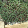 Le sedum 'Lime Zinger' de Sunsparkler est un couvre-sol très résistant à la sécheresse.