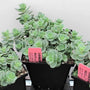 Le sedum 'Lime Zinger' de Sunsparkler est un sedum rustique et compact.