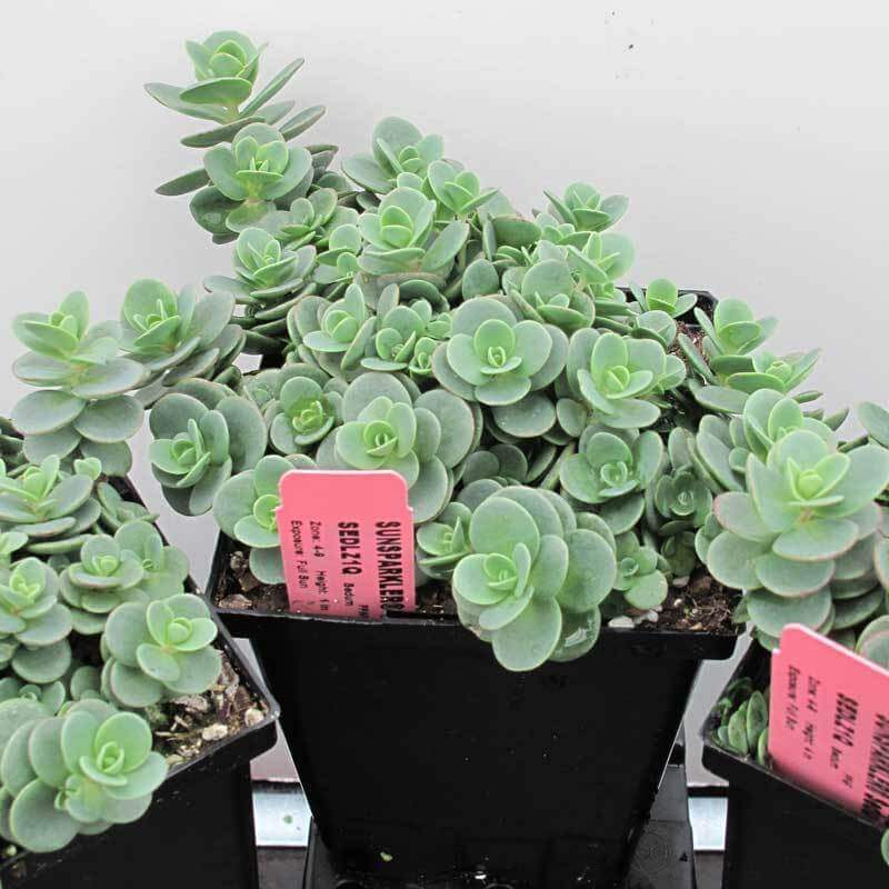 Le sedum 'Lime Zinger' de Sunsparkler est un sedum rustique et compact.