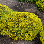 Le sedum «&nbsp;Rock 'N Low Yellow Brick Road&nbsp;» est recouvert d'un joyeux tapis jaune de fleurs estivales.