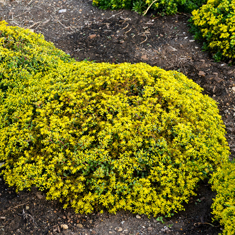 Le sedum «&nbsp;Rock 'N Low Yellow Brick Road&nbsp;» est recouvert d'un joyeux tapis jaune de fleurs estivales.