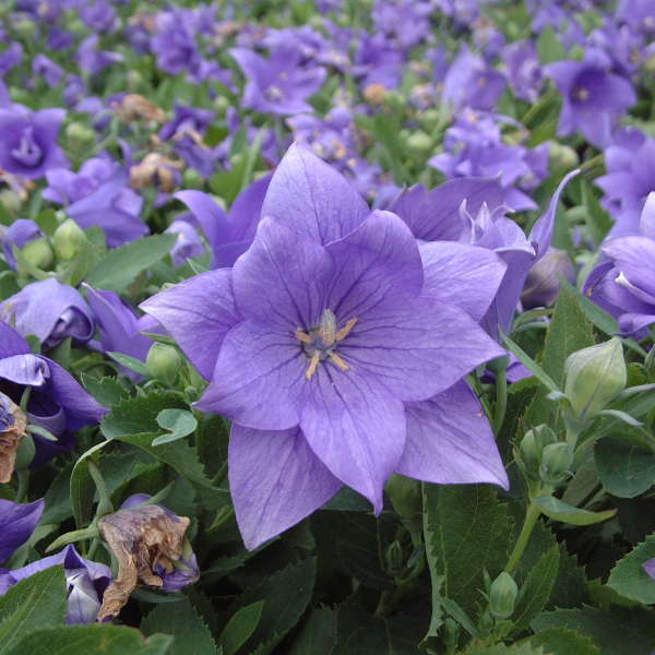Balloon like buds open to bell shaped flower to create the blue-purple blooms of semi-double blue balloon flower