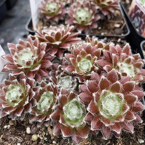 chick charms succulents wholesale Chick Charms® Cosmic Candy™ Hens & Chicks