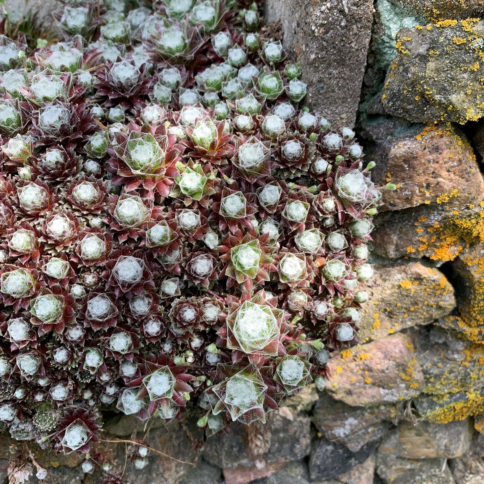 Chick Charms Cosmic Candy Hens & Chicks with neat red rosettes covered in fine, silky white hairs planted next to large rocks. 