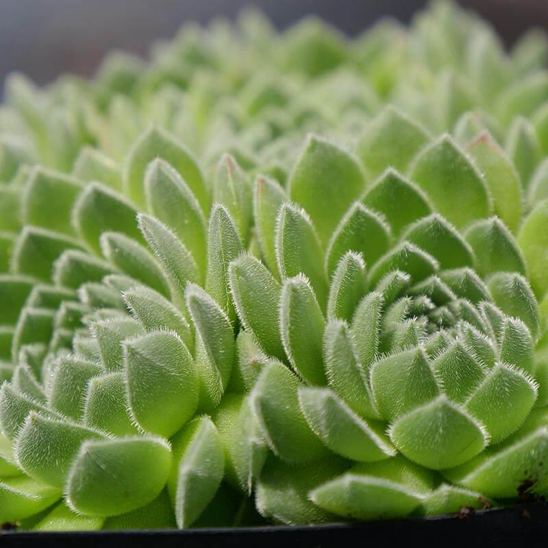 sugar shimmer succulent Chick Charms® Sugar Shimmer™ Hens & Chicks