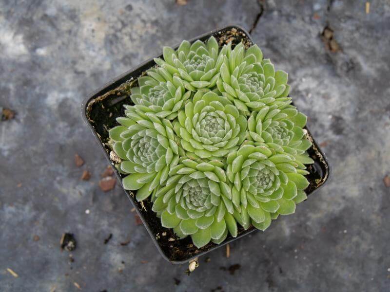 chick charm succulent Chick Charms® Sugar Shimmer™ Hens & Chicks