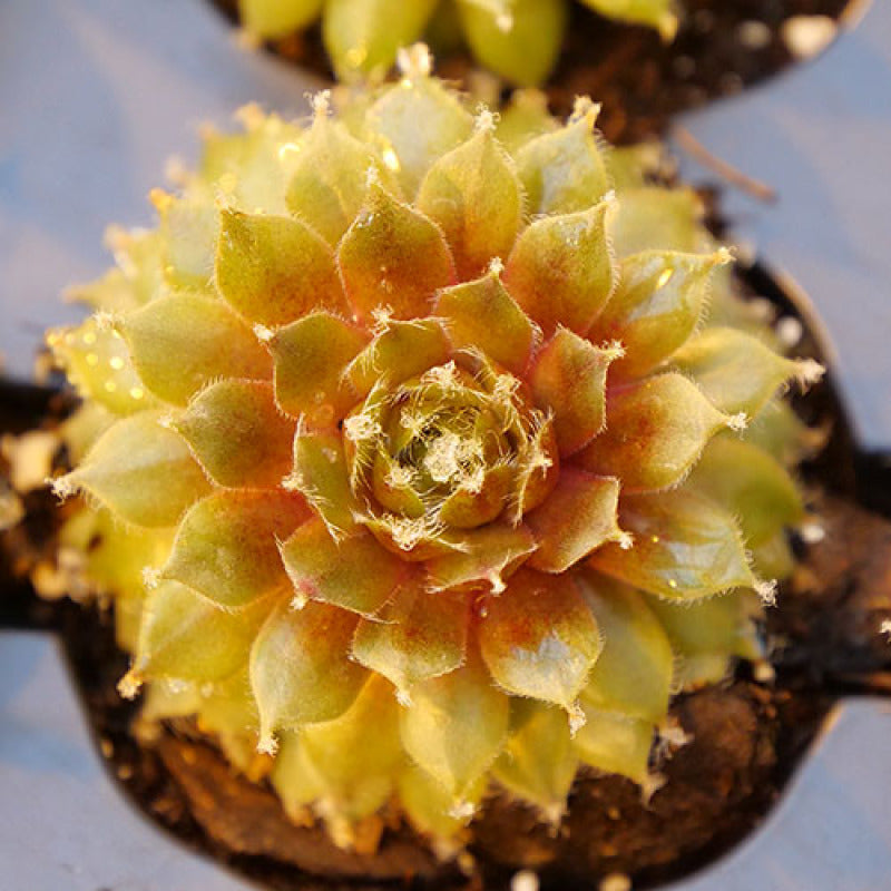 A red Jade Rose Hens & Chicks rosette in a pot in a greenhouse. 