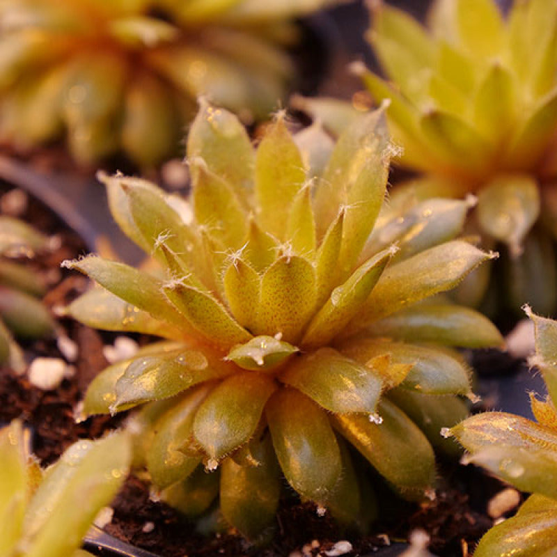 rose jade succulent 'Jade Rose' Hens & Chicks