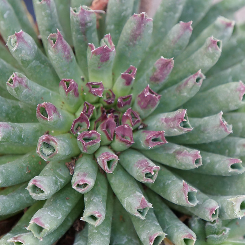 Gros plan sur les feuilles tubulaires de la variété Oddity Hens & Chicks, dont les extrémités sont rouges. 