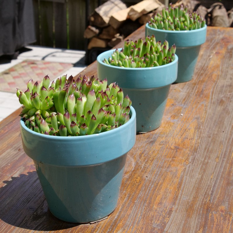 Des poules et leurs poussins insolites dans trois pots bleus sur une table. 