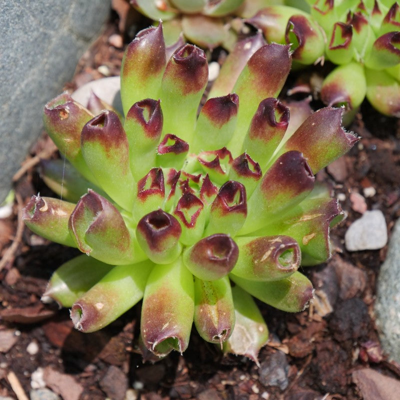 oddity succulent 'Oddity' Hens & Chicks