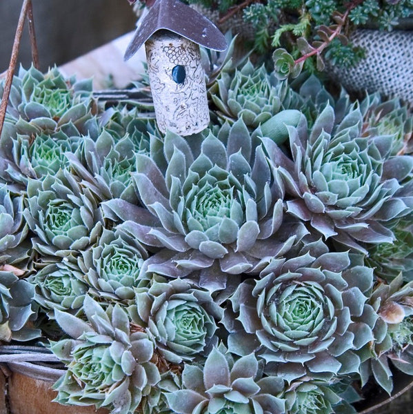 pacific blue ice succulent 'Pacific Blue Ice' Hens & Chicks