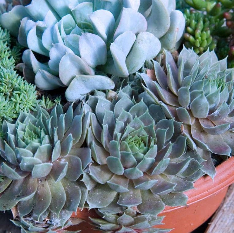 blue ice succulent 'Pacific Blue Ice' Hens & Chicks
