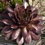 A Pacific Devil's Food Hens & Chicks chocolate red rosette in a container. 