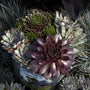 Pacific Devil's Food Hens & Chicks with other succulents in a container. 
