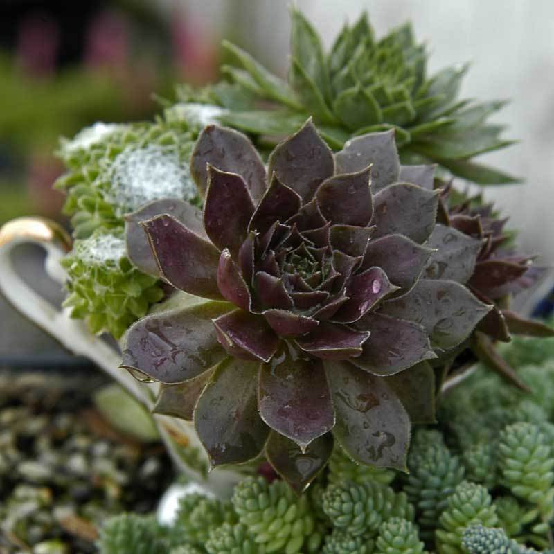 Pacific Devil's Food Hens & Chicks with other succulents in a teacup. 