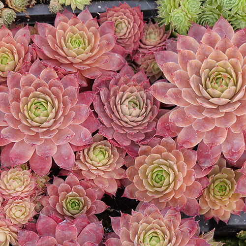 Peggy Hens & Chicks with burgundy toned densely-packed rosettes. 