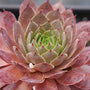 Close-up of a burgundy Peggy Hens & Chicks rosette. 
