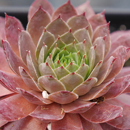 Close-up of a burgundy Peggy Hens & Chicks rosette. 