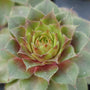 Close-up of a red and green Red Rubin Hens & Chicks rosette. 