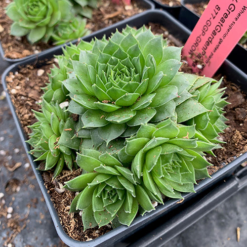 king soopers succulents Silver King' Hens & Chicks