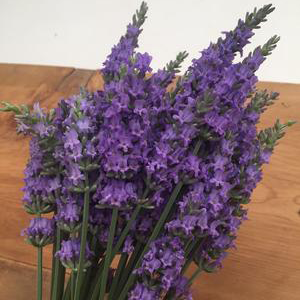 strong smelling lavender plants Sensational! Lavender Plants For Sale