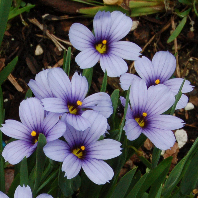 Close-up of bright blue star-shaped Lucerne Blue-Eyed Grass flowers. 