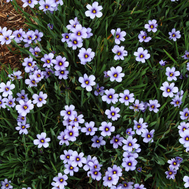 Lucerne Blue-Eyed Grass with bright blue star-shaped flowers. 