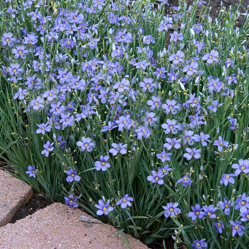 Lucerne Bluee-Eyed Grass with bright blue flowers and iris-like foliage. 