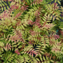 Close up of Mr. Mustard False Spirea with vivid red, pink, and chartreuse tones.