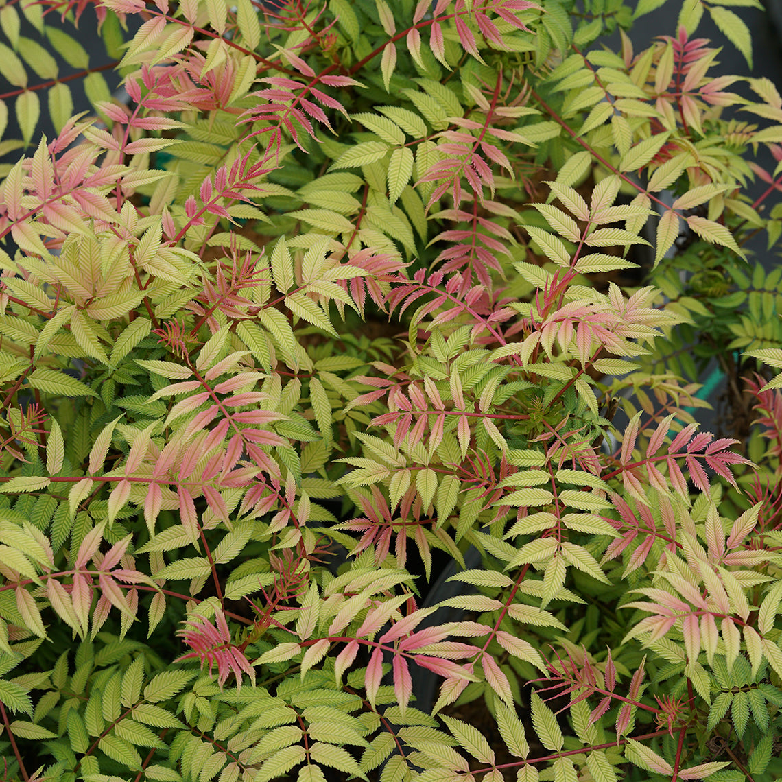 Close up of Mr. Mustard False Spirea with vivid red, pink, and chartreuse tones.