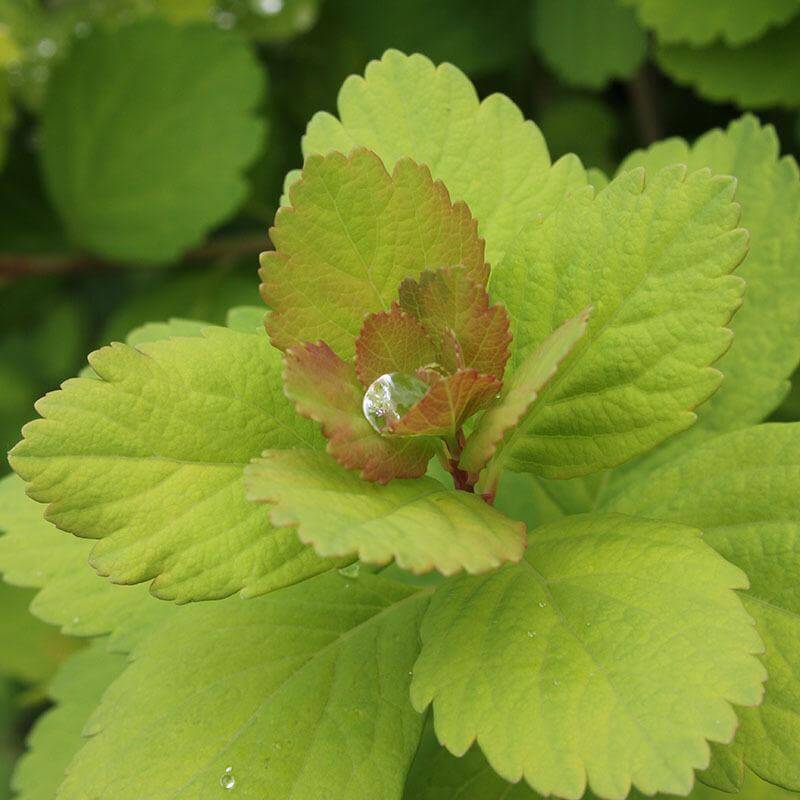 Close-up of Glow Girl Birchleaf Spirea's yellow-hued foliage. 