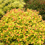 Double play Big Bang Spirea with yellow-green leaves that are tinted with red. 