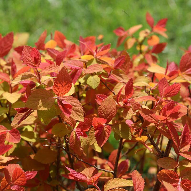 Spiraea Double Play Big Bang with red fall foliage. 