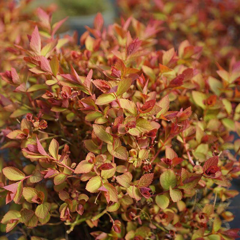 Double Play Doozie Reblooming Spirea with dramatic red foliage. 