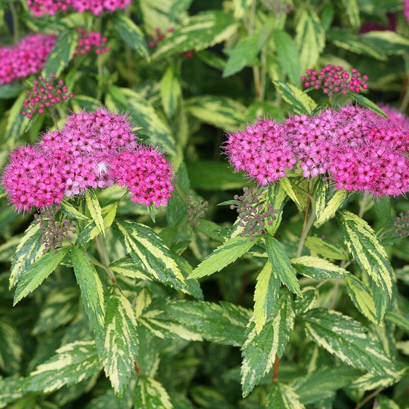 Gros plan sur les grappes de fleurs rose vif de la spirée Double Play Painted Lady. 