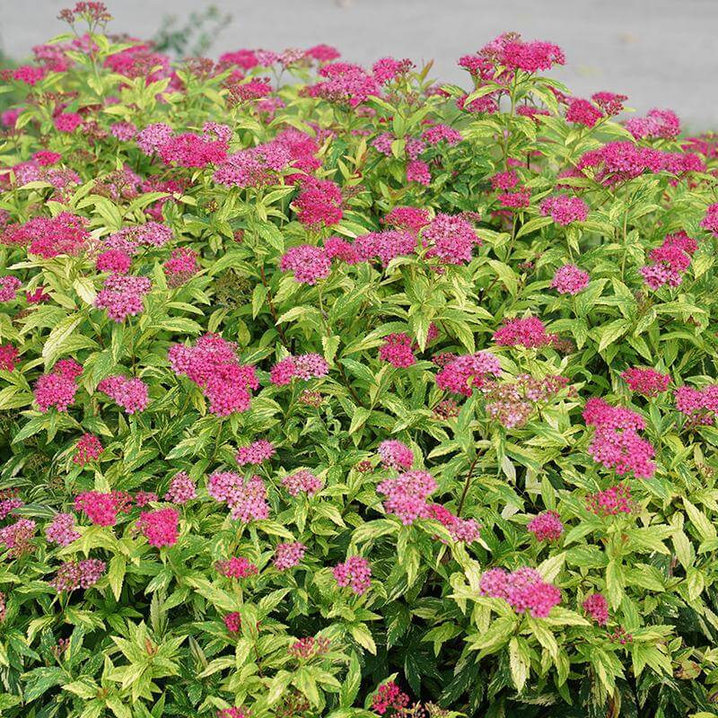 Spirée Double Play Painted Lady aux feuilles vertes, jaunes et crème et aux grappes de fleurs rose foncé. 
