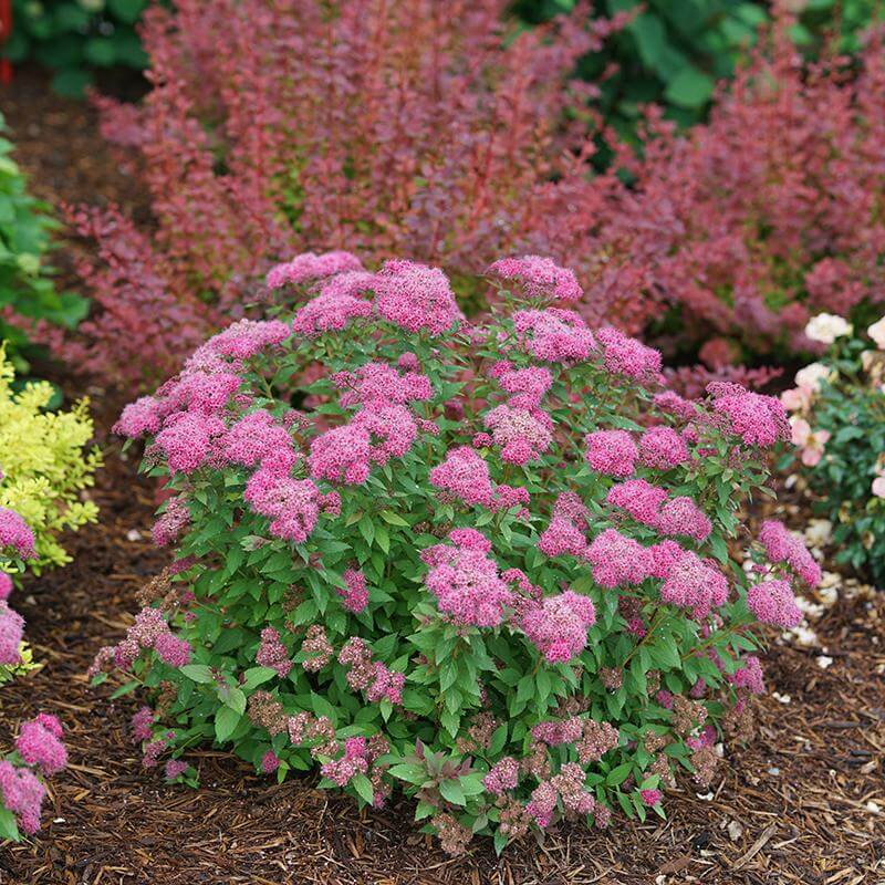 Double Play Pink Spirea with deep pink flower clusters and rich green foliage. 