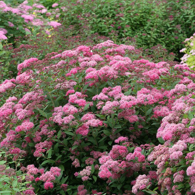 Double Play Pink Spirea with rich green foliage and dark pink flower clusters. 