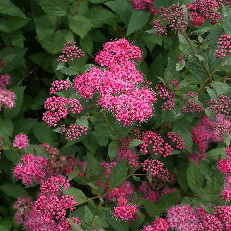 Close-up of Double Play Pink Spirea's dark pink flower clusters. 