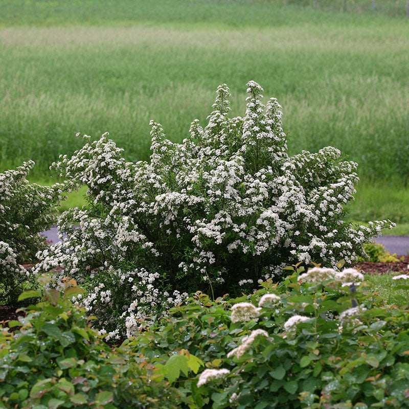 Couronne de mariée en spirée, agrémentée de fleurs d'un blanc pur en fin de printemps.