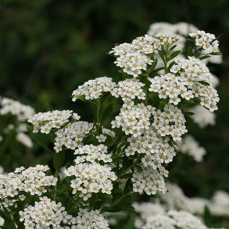 La spirée utilisée pour la couronne de mariée «&nbsp;Gâteau de mariage&nbsp;» est résistante aux cerfs et tolérante à la sécheresse.